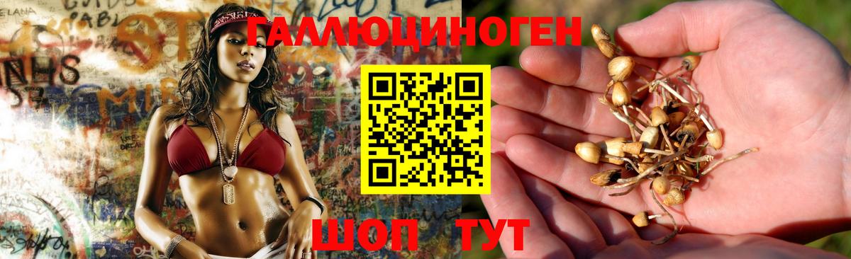 Гатчина  Псилоцибиновые грибы Cubensis  Вход с VPN 